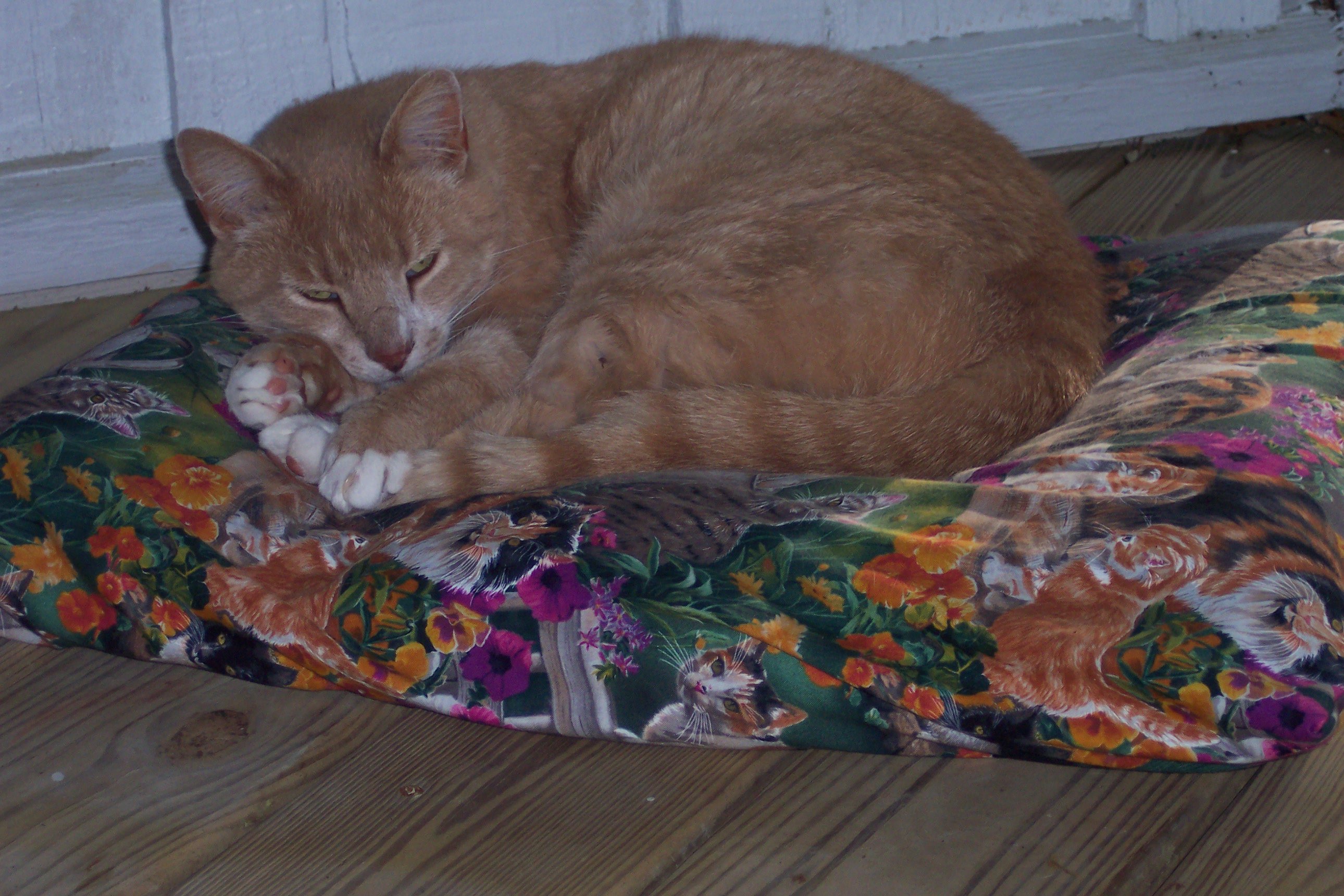 Decker the cat sleeping on his alpaca stuffed pet bed